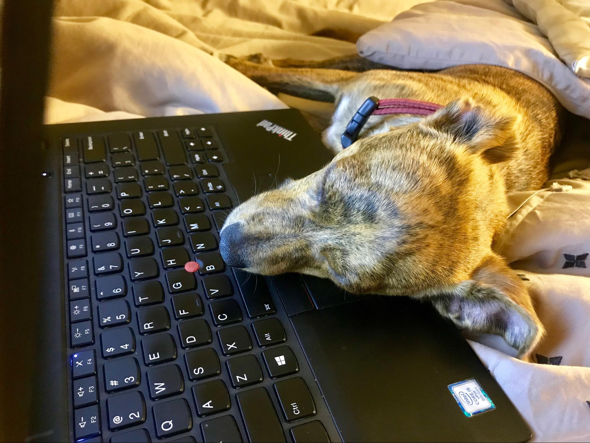 Image - By EFF - CC BY A dog asleep on a Thinkpad.